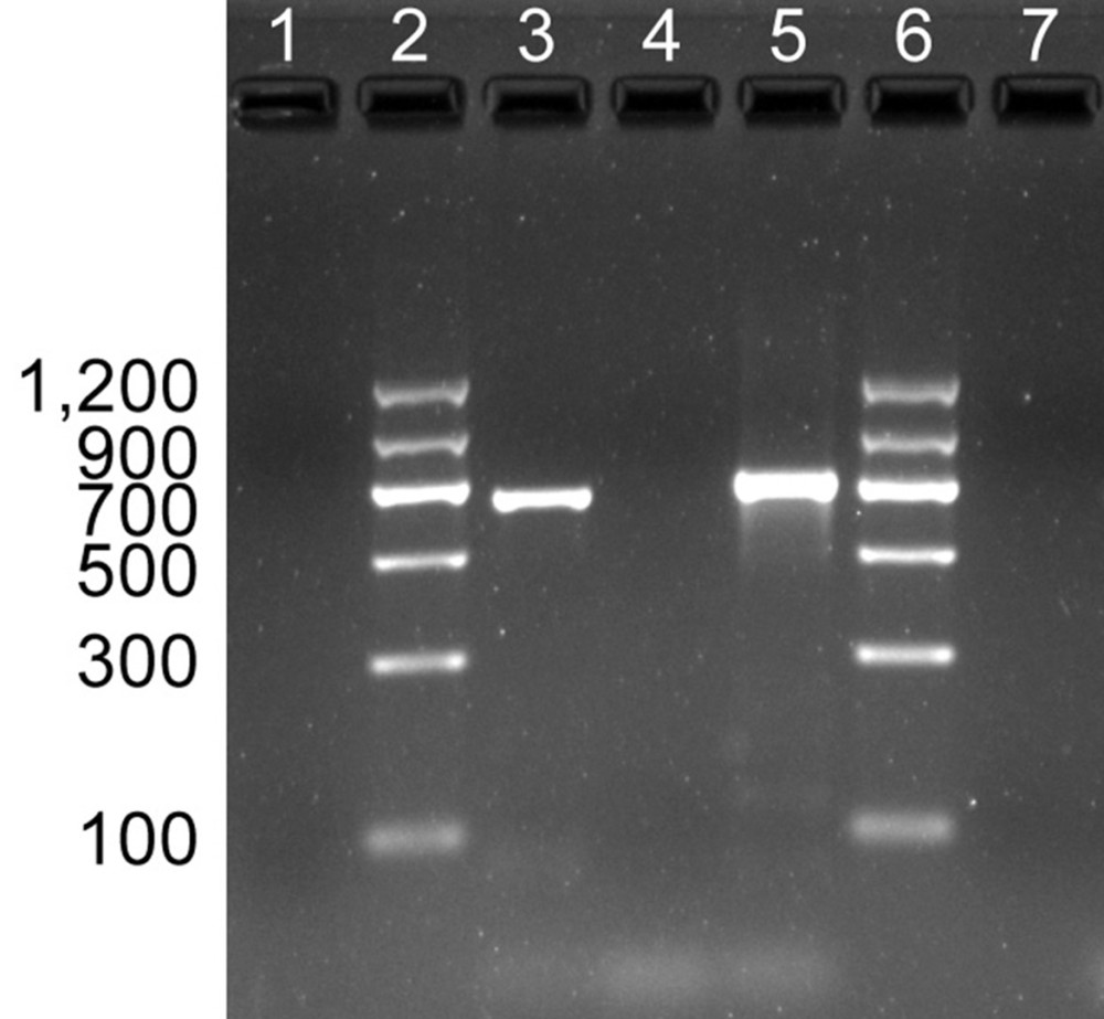 Amplification of the suspected parasite by universal barcode primers. (1, 7) The blank control of primers of plants and animals; (2, 6) DNA ladder; (3) Positive control, DNA was amplified by plant primers; the length of the fragment was 690 bp; (4) Amplification of the suspected parasite by plant primers; (5) Amplification of the suspected parasite by animal primers; the length of the fragment was 710 bp.