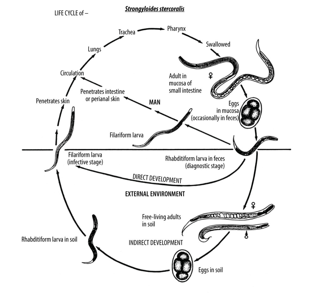 strongyloides stercoralis life cycle