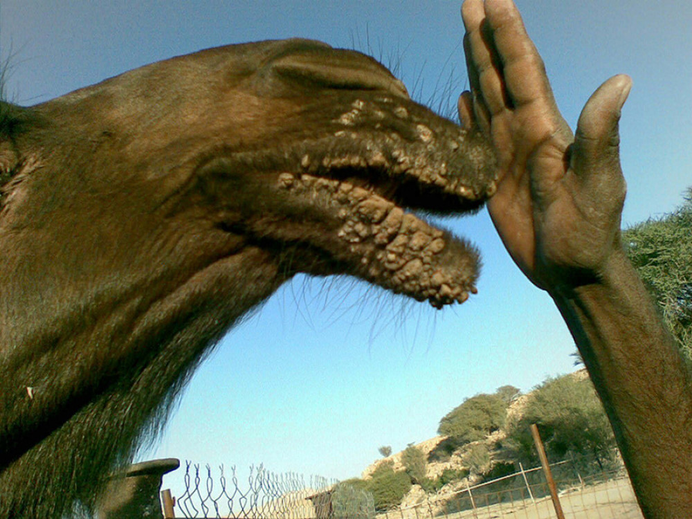The camel had a rash around the mouth and both lips. This rash is typical of orf, which affects sheep and goats.