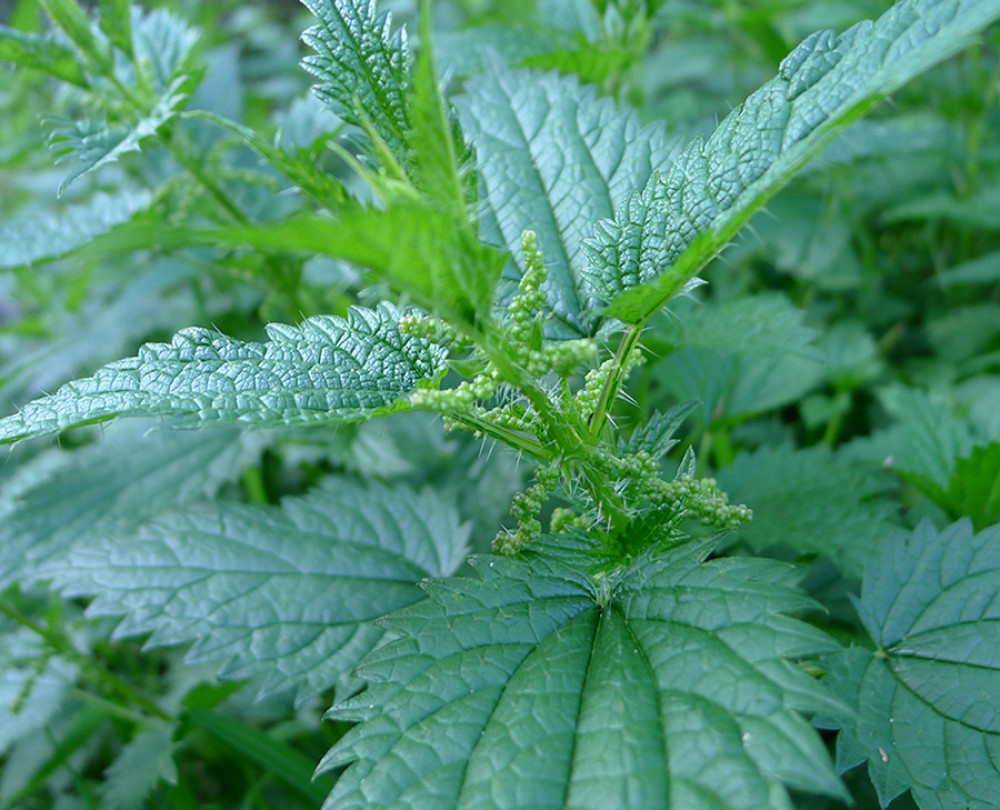 Stinging Nettle (Urtica dioica) [17].