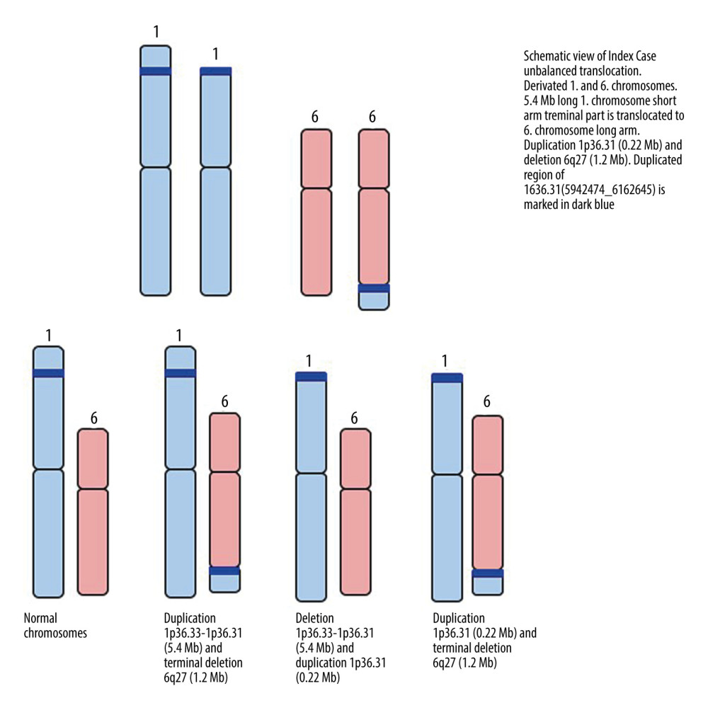 Schematic representation of the possible segregations of the index case’s first and sixth chromosomes in heritable gametes.