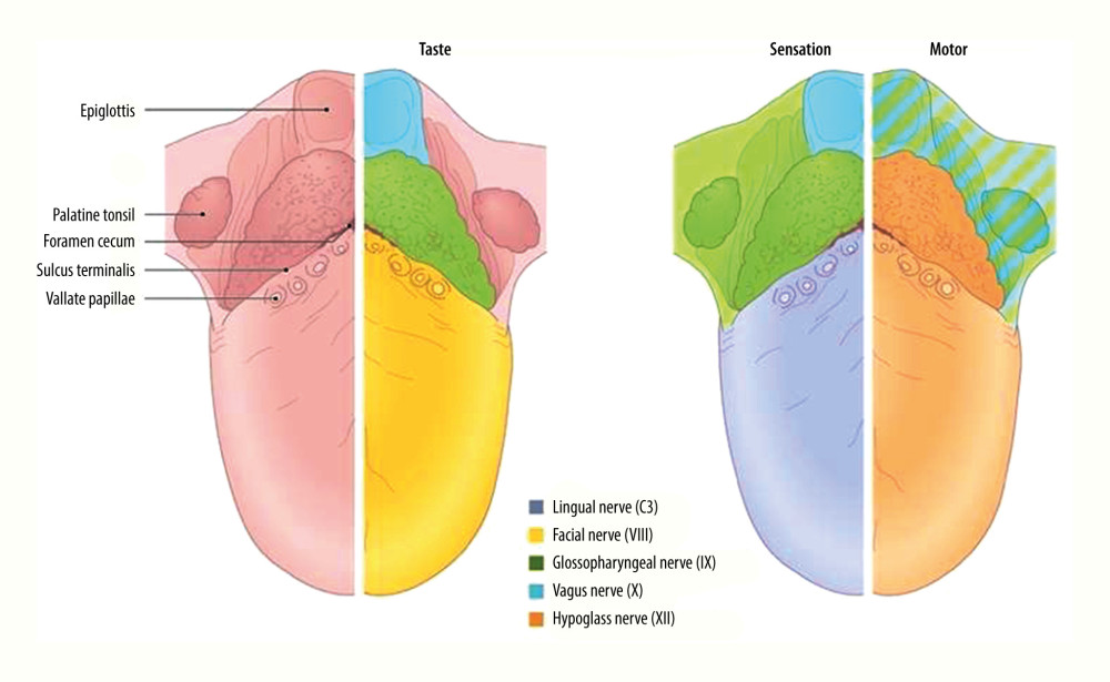 Taste and general sensation innervation to the tongue. Adapted from Amboss, 2022, https://www.amboss.com/us/knowledge/Oral_cavity. Adapted with permission.