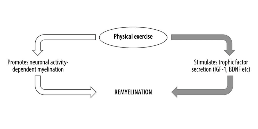 Schematic summarizing 2 major pathways involved in exercise-induced CNS remyelination. Physical exercise excites related neurons in the brain and promotes their myelination via axonal action potentials (white arrows). Physical exercise also stimulates secretion and increases serum levels of myelination-promoting factors that subsequently enter the CNS via blood circulation (gray arrows).