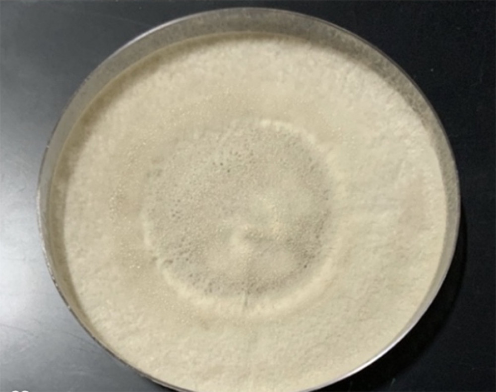 Nodulisporium species grown on Sabouraud dextrose agar after 7 days incubation at 28°C.