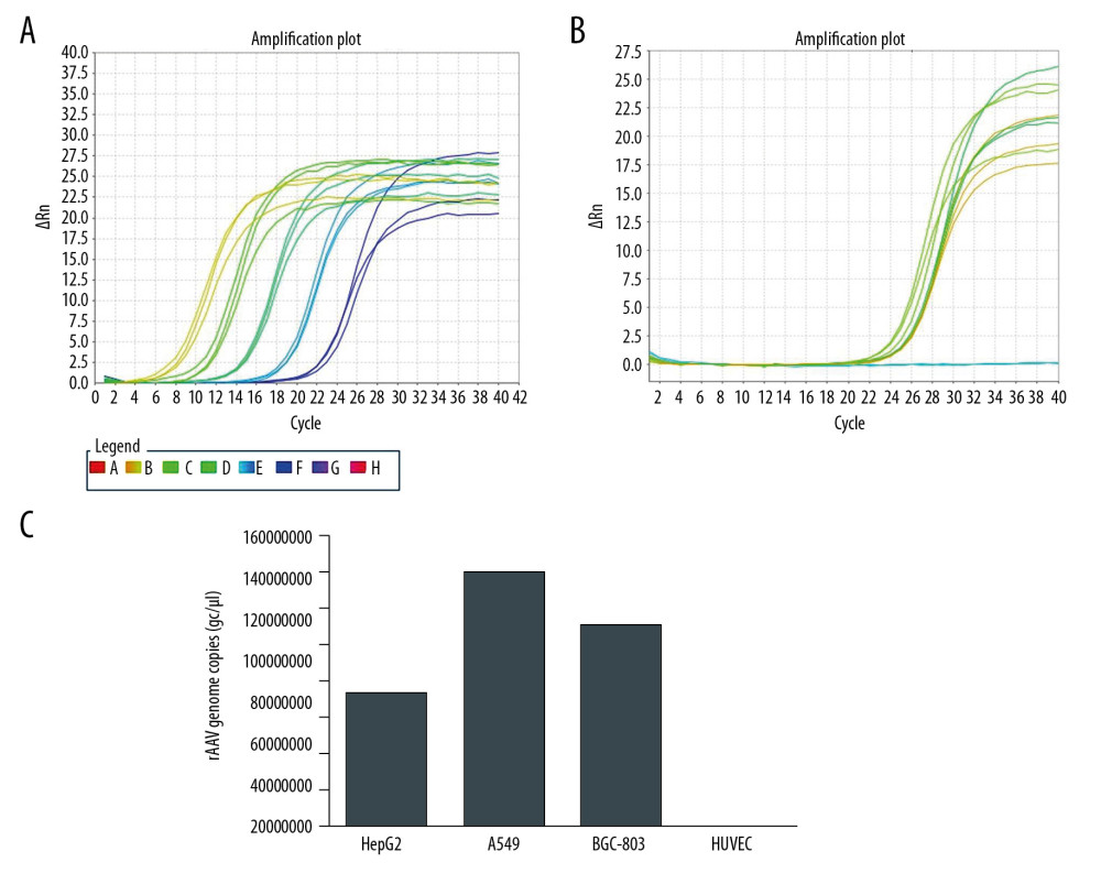 Titers of pAAV-HE1B19K-TE1A were detected using qPCR with ITR primers. (A) Standard amplification plot of ITR for plasmid pAAV-IRES-ZsGreen. (B) Amplification plot of ITR for pAAV-HE1B19K-TE1A. (C) pAAV-HE1B19K-TE1A genome copies in each cell line.