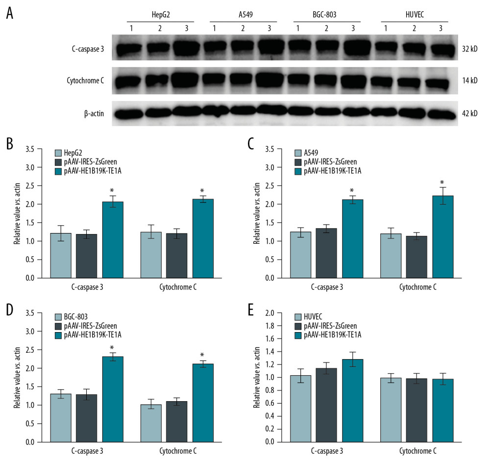 Production of C-caspase 3 and cytochrome C proteins in tumor cells and normal cells. (A) Western blot images. Relative C-caspase 3 and cytochrome C expression in HepG2 (B), A549 (C), BGC-803 (D), and HUVEC (E) was statistically analyzed. 1 – Tumor cells (HepG2, A549, BGC-803, or HUVEC cells) without transfection, 2 – Tumor cells (HepG2, A549, BGC-803, or HUVEC cells) transfected with pAAV-IRES-ZsGreen, pHelper, and pAAV-RC, 3 – Tumor cells (HepG2, A549, BGC-803, or HUVEC cells) transfected with pAAV-HE1B19K-TE1A, pHelper, and pAAV-RC). * p<0.05 vs. pAAV-IRES-ZsGreen group in HepG2, A549, or BGC-803 cells.