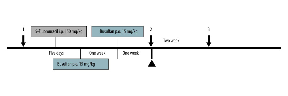 The schematic design for amniotic fluid transplantation. Black arrows represent the time points at which peripheral blood was obtained for analysis. Black triangle indicates the amniotic fluid (or saline as control) transplantation.