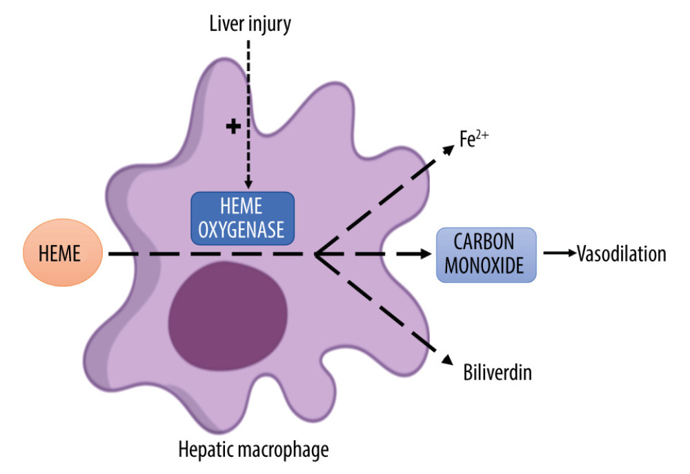 Graphical depiction of the heme-oxygenase (HO) pathway. Heme, a product of hemoglobin degradation, is engulfed by liver macrophages and then broken down to iron (Fe2+), biliverdin, and carbon monoxide in a reaction catalyzed by the inducible enzyme HO-1. This enzyme’s activity can be upregulated by multiple factors, including liver injury. Carbon monoxide, in turn, exerts several downstream effects, including vasodilation.