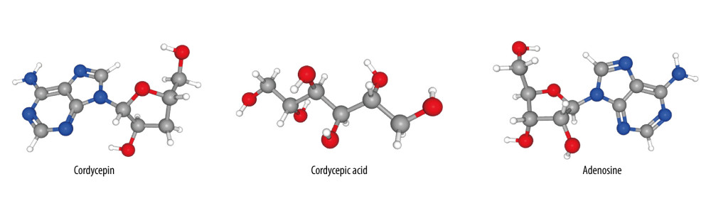 The 3D chemical structure models of the 3 components of cordycepin, adenosine and cordycepic acid. Figures obtained from PubChem (PubChem: https://pubchem.ncbi.nlm.nih.gov/), US National Institutes of Health.