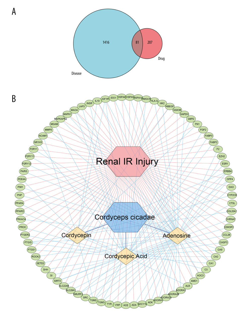 (A) The blue circle represents the related targets of renal ischemia/reperfusion injury (IRI), the red circle represents the related targets of Cordyceps cicadae, and the intersecting part of the 2 circles is the potential targets of Cordyceps cicadae acting on renal IRI. Figure created by R 3.6.0 with Rstudio, R: The R Project for Statistical Computing (r-project.org). (B) The ingredient–target (I-T) network in this study. The green nodes represent potential targets associated with renal IRI, the blue nodes represent Cordyceps cicadae, and the yellow nodes represent active ingredients of Cordyceps cicadae; the edges indicate the interactions among the nodes. Figure created by Cytoscape 3.7.2 software. IR – ischemia/reperfusion.