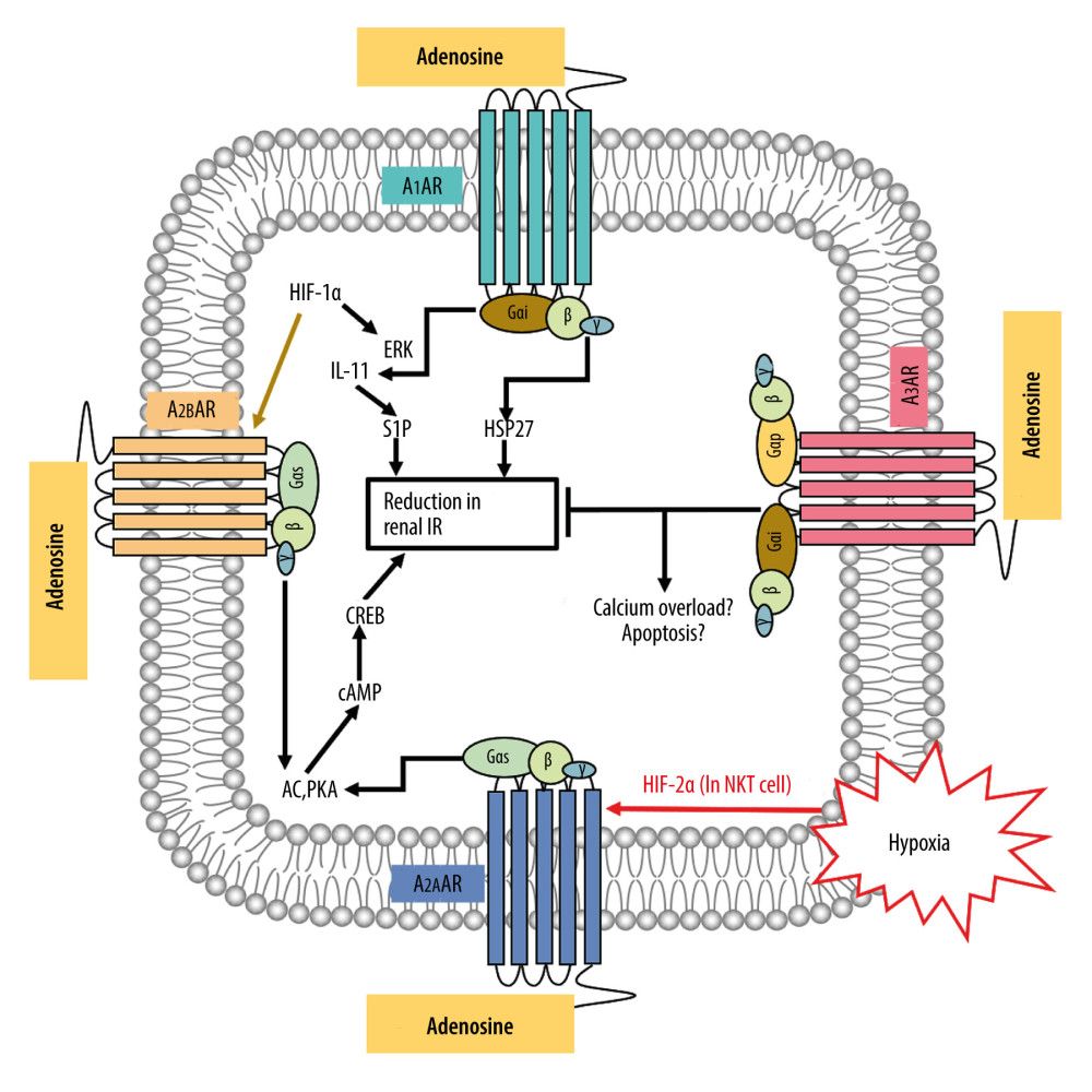 The possible regulatory mechanism of AR-mediated renal IRI. Figure created by PowerPoint for Microsoft Office 2016, Microsoft. AR – adenosine receptor; ERK – extracellular signal-regulated kinases; P38-MAPK – p38 mitogen-activated protein kinases; HIF-1α – hypoxia inducible factor 1 alpha; HIF-2α – hypoxia inducible factor 2 alpha; IL-11 – interleukin 11; S1P – sphingosine-1-phosphate; HSP27 – heat shock protein 27; AC – adenylate cyclase; PKA – protein kinase A; cAMP – adenosine 3′,5′ cyclic monophosphate; CREB – cAMP response-element binding protein; IR – ischemia/reperfusion.