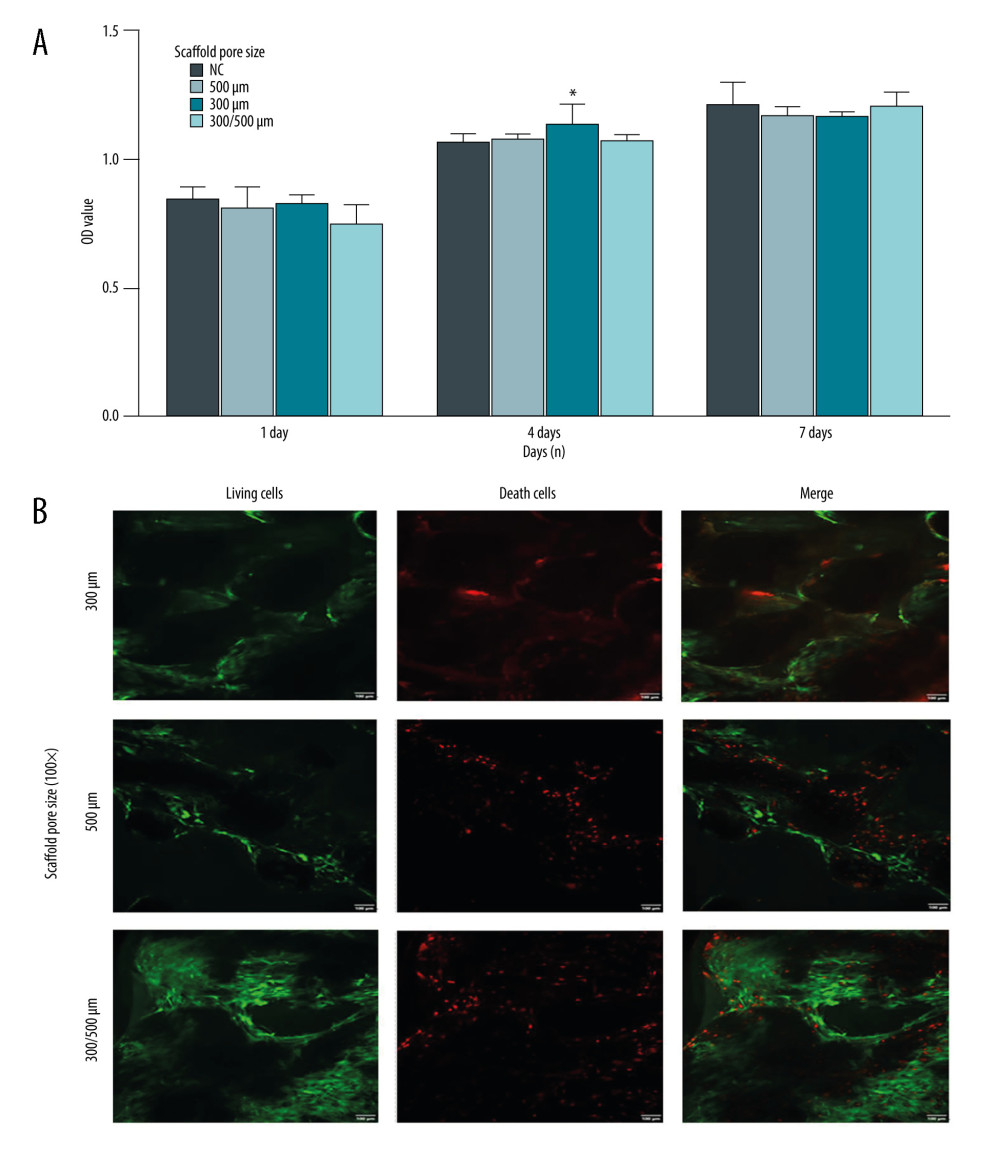 Compatibility evaluation of BMSCs-C cells and scaffolds with different pore sizes (300 μm, 500 μm, 300/500 μm). (A) Evaluation of the compatibility between BMSCs-C cells and scaffolds using the CCK-8 assay. * P<0.05 versus NC group. (B) LIVE/DEAD staining of BMSCs-C cells cultured on scaffolds in vitro at 28 days. Magnification, 100×. Living cells: green staining. Death cells: red staining. Data analysis was carried out using SPSS Statistics version 22.0 (IBM SPSS, Inc., Chicago, IL, USA).