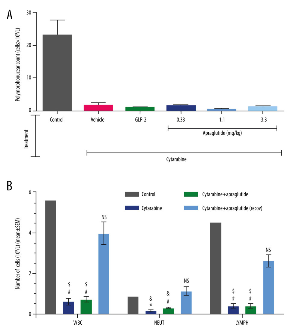 Effect of apraglutide on leukopenia in BALB/c mice. Effect on polymorphonuclear cell count following chemotherapy (A) and effect on the myelosuppressive activity of cytarabine (B). (A) Treatment group mean±SEM are shown (n=6 per treatment group); cell counts were determined in specifically designated animals. (B) Immunosuppressive activity was monitored at the end of the study. Samples were collected at euthanasia (n=3). Data are shown as mean±SEM values. As determined by the unpaired t-test according to the Holm-Sidak method for multiple comparisons, the mean number of WBC, NEUT, and LYMPH was significantly decreased in animals treated with cytarabine alone or in combination with apraglutide, compared with the control (* P<0.05, # P<0.01) and recovery groups (& P<0.05, $ P<0.01). No difference was observed between animals treated with cytarabine alone or in combination with apraglutide. No difference was observed either between the control mice and those in the recovery group treated with cytarabine plus apraglutide (NS).