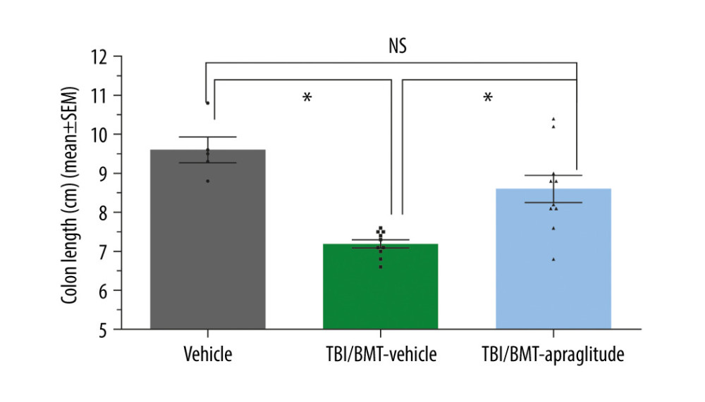 Effect of apraglutide on colon length following TBI and allogeneic transplantation. Data are shown as mean±SEM values for length of intestinal colon. n=5–10 per group. Each dot represents data for one mouse. Data show that the length of the colon of TBI/BMT animals was significantly shorter as compared with the vehicle group or the TBI/BMT group treated with apraglutide (Brown-Forsythe and Welch ANOVA tests). No difference was observed between the vehicle group and the TBI/BMT animals treated with apraglutide. TBI at 7.0 Gy was applied. * P<0.01. ANOVA – analysis of variance; SEM4– standard error of mean; TBI – total body irradiation.