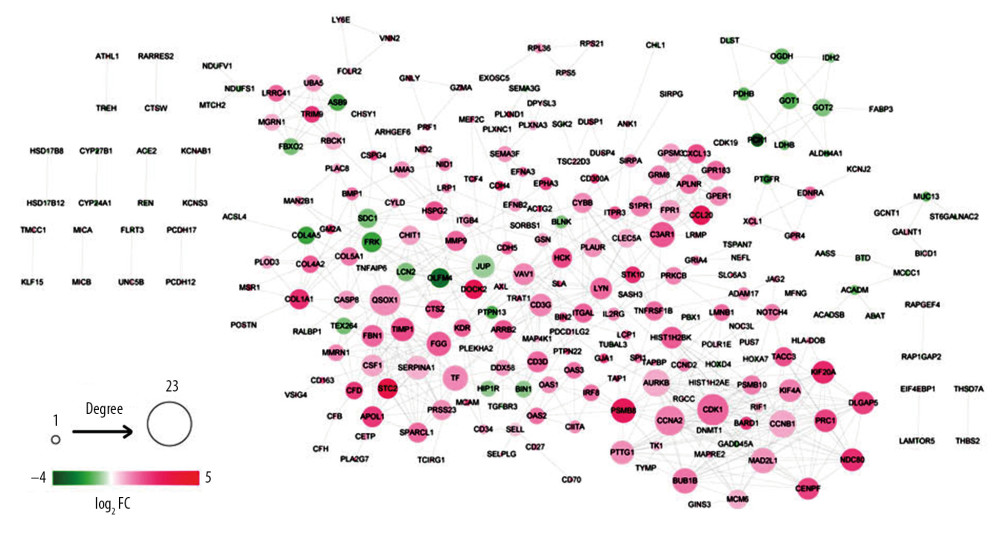 PPI network. The differentially expressed genes were mapped to proteins based on STRING database. PPI network was visualized using Cytoscape software. Green – downregulated genes; red – upregulated genes. The size of node indicates the node degree. PPI – protein–protein interaction; STRING – Search Tool for the Retrieval of Interacting Genes/Proteins.
