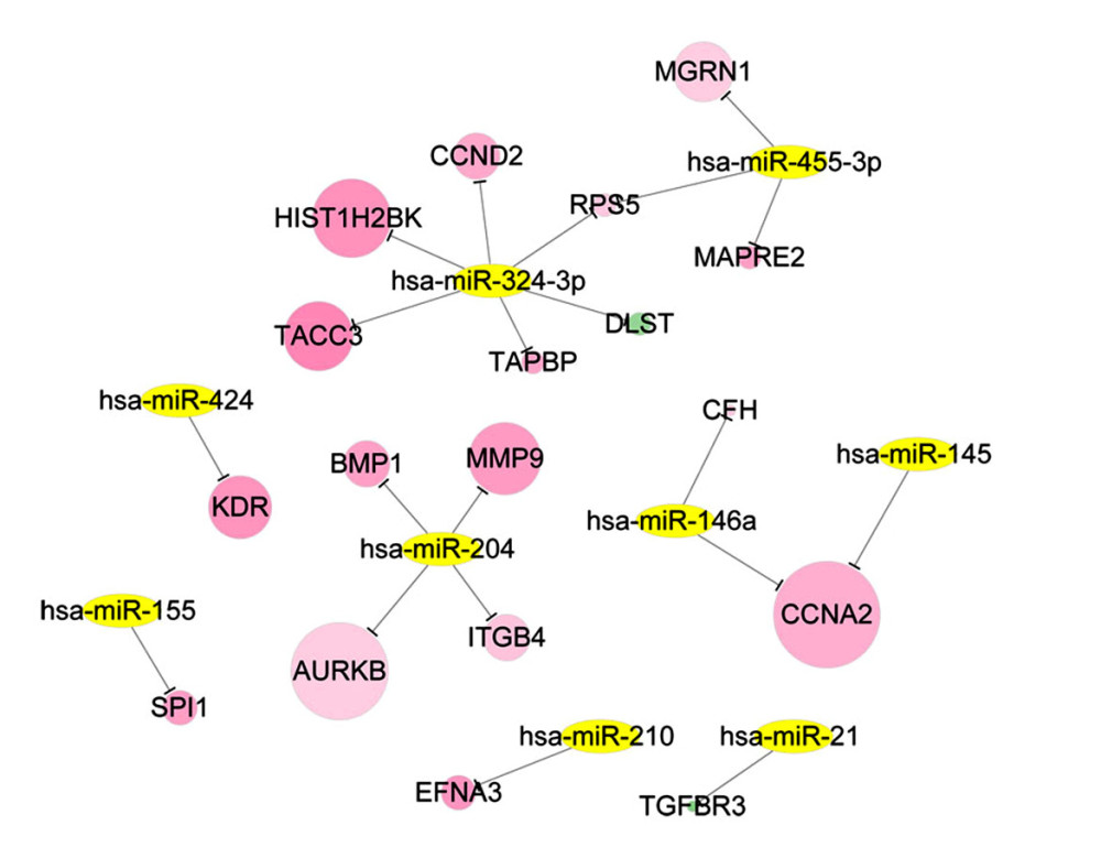 The ccRCC associated miRNA regulatory network. The ccRCC-related miRNAs were retrieved from the Renal Cancer Gene Database and DEGs that overlapped with miRNA targets were selected for ccRCC miRNA-DEG target regulatory network construction. Green – downregulated genes; red – upregulated genes; yellow – miRNAs. ccRCC – clear cell renal cell carcinoma; miRNA – microRNA; DEGs – differentially expressed genes.