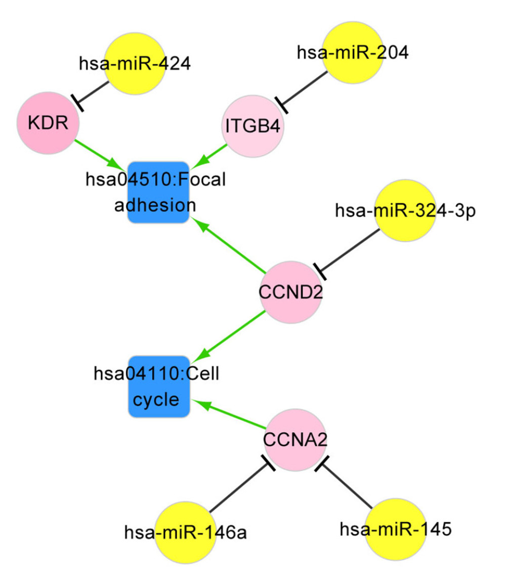 The ccRCC associated pathway network. The pathways closely related with ccRCC were retrieved from the Comparative Toxicogenomics Database, among which the pathways overlapped with those enriched by miRNA targets were used for pathway network constructed. Red – upregulated genes; yellow – miRNAs; blue – ccRCC associated pathways. ccRCC – clear cell renal cell carcinoma; miRNA – microRNA.