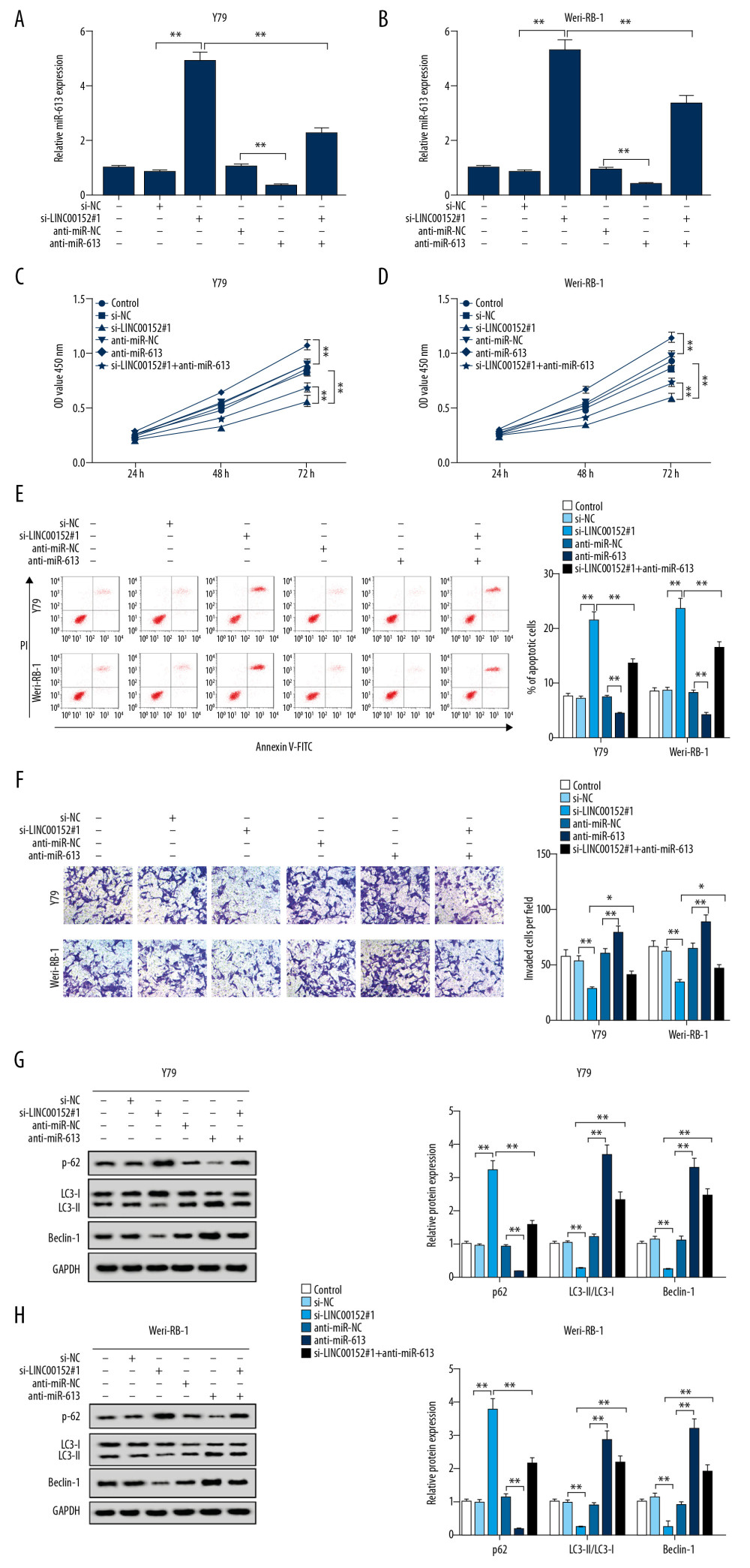 LINC00152 regulated proliferation, invasion, apoptosis and autophagy of retinoblastoma cells by targeting miR-613. (A–H) Y79 and Weri-RB-1 cells were transfected with si-NC, si-LINC00152#1, anti-miR-NC, anti-miR-613, or si-LINC00152#1+anti-miR-613, untransfected cells as internal control. (A, B) The expression level of miR-613 in transfected Y79 and Weri-RB-1 cells was assessed by RT-qPCR assay. (C, D) CCK-8 assay was performed to evaluate retinoblastoma cell viability at the indicated time points after transfection. (E, F) Cell apoptosis rate and invasion ability were detected in Y79 and Weri-RB-1 cells by flow cytometry and Transwell assays, respectively. (G, H) The protein expression levels of p62, LC3-I, LC3-II and Beclin-1 were examined in Y79 and Weri-RB-1 cells with western blot assay. * P<0.05; ** P<0.01. RT-qPCR – real-time quantitative polymerase chain reaction; CCK-8 – Cell Counting Kit-8.