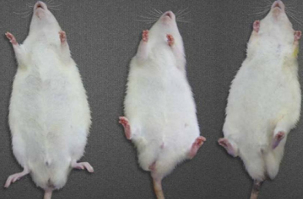 Comparisons of the weight in the three rat groups following human to rat fecal microbiota transplantation. The three rat groups were compared, the control group (CG), the uremia patient fecal microbiota transplantation group (EG1), and the normal human fecal microbiota transplantation group (EG2).