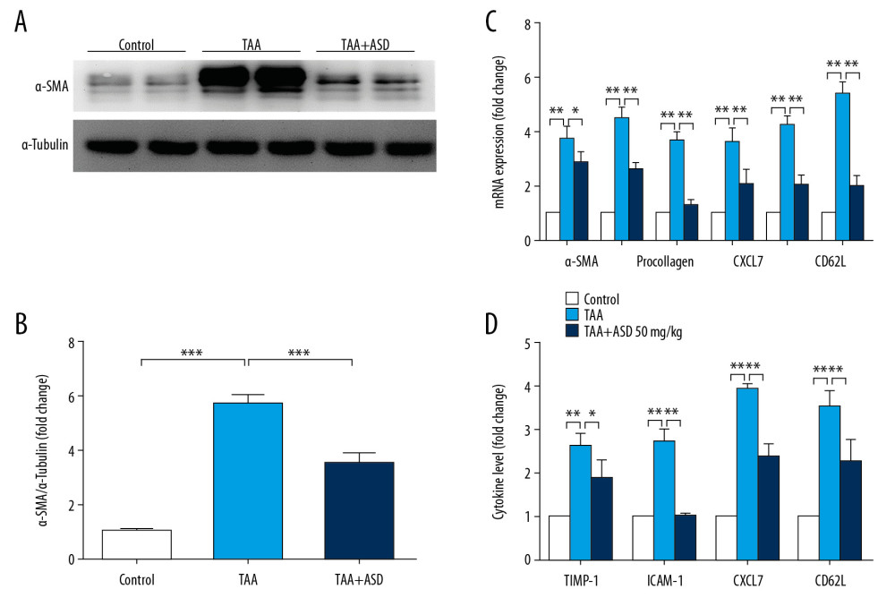 ASD suppressed the expression of α-SMA and production of other fibrogenesis-related genes or cytokine levels in the liver injury model rats. (A) Western blot image and (B) graph showing the effect of ASD on the expression of α-SMA protein in cells from rats with TAA-induced liver injury. Histograms of the effect of ASD on the (C) expression levels of α-SMA, procollagen, ICAM-1, MMP2, MMP9, and MMP13 mRNAs, or (D) TIMP-1, ICAM-1, CXCL7, and CD62L cytokine levels in cells from rats with TAA-induced liver injury. α-tubulin was used as loading and internal control. * p<0.05; ** p<0.01; *** p<0.001.