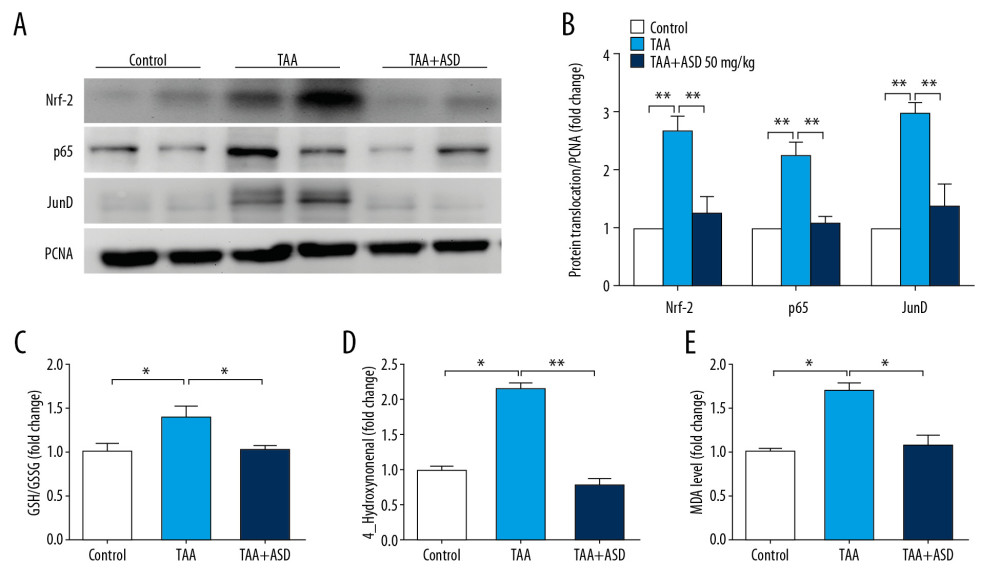 ASD ameliorated oxidative stress via modulation of Nrf2/JunD/p65 signaling in rats with TAA-induced liver injury. (A) Representative Western blot images and (B) histograms showing the effect of TAA or TAA+ASD on the expression of nuclear-translocated Nrf2, p65, and JunD in rats with TAA-induced liver injury. Histograms of the effect of TAA or TAA+ASD on the (C) GSH/GSSG ratio, (D) 4-hydroxynonenal, or (E) MDA levels in the liver injury model rats. PCNA was used as nuclear marker and as loading control. PCNA – proliferating cell nuclear antigen; GSH – glutathione; GSSG – glutathione disulfide; MDA – malondialdehyde. * p<0.05; ** p<0.01; *** p<0.001.