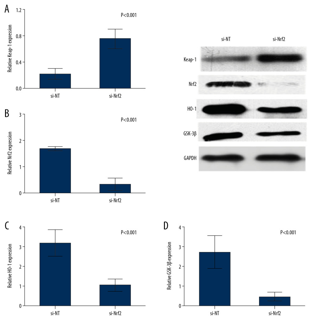 Knockdown of the expression of si-Nrf2 significantly increased the expression of Keap-1 (A) and decreased the expression of Nrf2 (B), HO-1 (C), and GSK-3β (D) at both mRNA and protein levels.