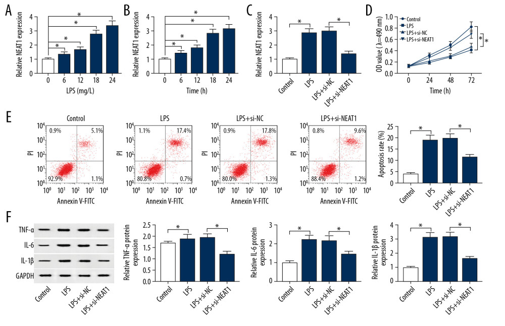 Effects of NEAT1 silencing on proliferation, apoptosis, and inflammation of LPS-treated HK-2 cells. (A) NEAT1 level was assessed in HK-2 cells treated with different concentrations LPS (0, 0.1, 1.0, 10, and 20 mg/L) for 24 h by RT-qPCR assay. (B) NEAT1 level was detected in HK-2 cells stimulated with 1.0 mg/L LPS at various time points (0, 6, 12, 18, and 24 h) by RT-qPCR assay. (C–F) HK-2 cells were separated into 4 groups: control, LPS, LPS+si-NC, and LPS+si-NEAT1 groups. (C) The relative expression level of NEAT1 was quantified with RT-qPCR analysis in HK-2 cells. (D) The growth curves of HK-2 cells were drawn using MTT assay. (E) Flow cytometry was used to measure the apoptosis rate of HK-2 cells. (F) The protein expression levels of TNF-α, IL-6, and IL-1β were assessed with Western blot analysis. * P<0.05.