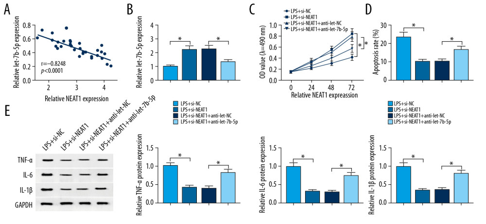 Knockdown of NEAT1-mediated effects on proliferation, apoptosis, and inflammation in LPS-induced HK-2 cells was abolished by silencing of let-7b-5p. (A) Relationship between the expression levels of NEAT1 and let-7b-5p was analyzed by Pearson’s correlation analysis. (B–E) HK-2 cells were exposed to LPS+si-NC, LPS+si-NEAT1, LPS+si-NEAT1+anti-let-NC, or LPS+si-NEAT1+anti-let-7b-5p. (B) RT-qPCR was enforced to measure expression level of let-7b-5p in HK-2 cells. (C) MTT assay was performed for examining the cell viability of HK-2 cells. (D) The apoptosis rate of HK-2 cells was assessed by performing flow cytometry assay. (E) The protein expressions of TNF-α, IL-6, and IL-1β in HK-2 cells were examined by Western blot assay. * P<0.05.