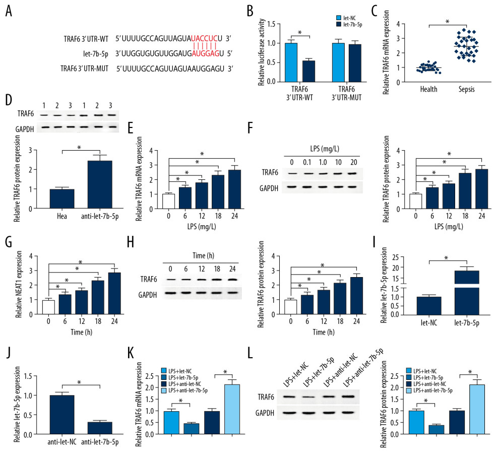 Let-7b-5p negatively regulated TRAF6 expression. (A) Binding region between let-7b-5p and TRAF6 as well as mutated nucleotides ofTRAF6 3′UTR were shown. (B) Dual-luciferase reporter assay was used to show the luciferase activity of TRAF6 3′UTR-WT and TRAF6 3′UTR-MUT in HK-2 cells. (C, D) The expression levels of TRAF6 in kidney tissues from sepsis patients and healthy kidney tissues were evaluated by RT-qPCR and Western blot assay, respectively. (E–H) LPS elevated TRAF6 expression in HK-2 cells. (I, J) Transfection efficiency of let-7b-5p and anti-let-7b-5p was checked by RT-qPCR assay, with let-NC and anti-let-NC as controls. (K, L) The expression level of TRAF6 was analyzed with RT-qPCR and Western blot assay in HK-2 cells treated with LPS+let-NC, LPS+let-7b-5p, LPS+anti-let-NC, or LPS+anti-let-7b-5p. * P<0.05.
