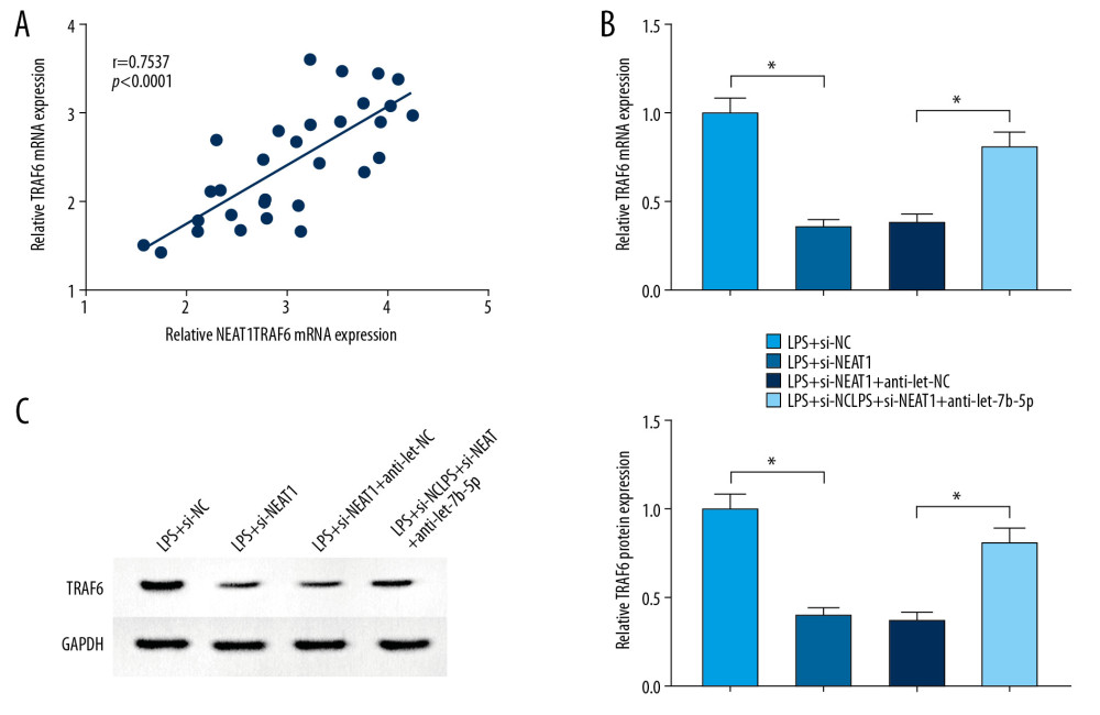 NEAT1 regulated let-7b-5p/TRAF6 axis inHK-2 cells. (A) The relationship between NEAT1 and TRAF6 was shown by Pearson’s correlation analysis. (B, C) The expression level ofTRAF6 was estimated with RT-qPCR and Western blot assays in HK-2 cells treated with LPS+si-NC, LPS+si-NEAT1, LPS+si-NEAT1+anti-let-NC, or LPS+si-NEAT1+anti-let-7b-5p. * P<0.05.