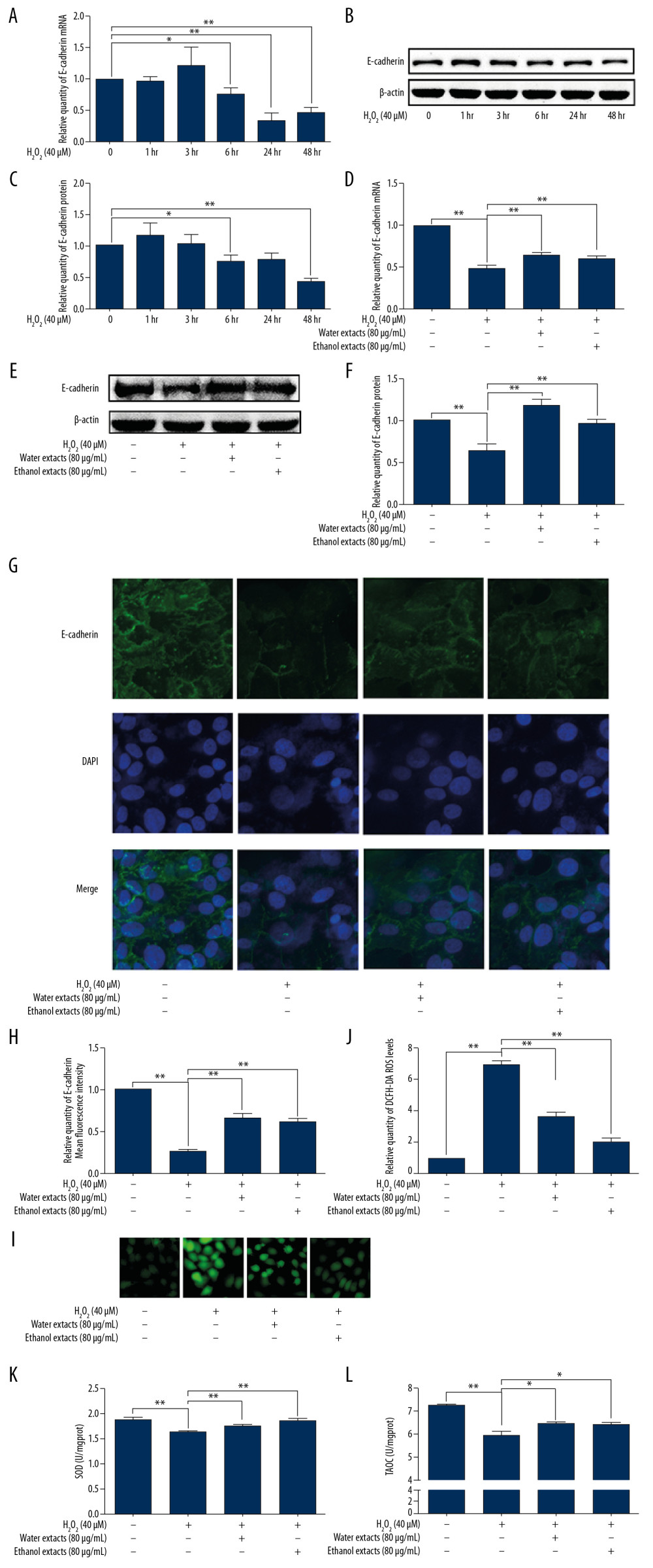 QXT extraction attenuated ROS-mediated E-cadherin downregulation in human lung epithelial cells. (A–C) Cultured 16HBE cells were incubated with H2O2 (40 μM) for different times. The expression level of E-cadherin was determined via qPCR (n=3, A) and Western blotting (n=3, B, C). (D–L) Cultured 16HBE cells were incubated with H2O2 or treated with H2O2 (40 μM) plus the water or ethanol extract from QXT (80 μg/mL) for 48 h or 72 h. The expression level of E-cadherin was determined via qPCR (n=3, D), Western blotting (n=3, E, F), and immunofluorescence (n=3, G, H). ROS level was determined via DCFH-DA and observed with a fluorescence microscope (n=3, I, J). The levels of SOD and TAOC were detected by colorimetry (n=3, K, L). The protein levels of E-cadherin were quantified by using Image J software and normalized to β-actin. Data are shown as the mean±standard, * P<0.05, ** P<0.01.