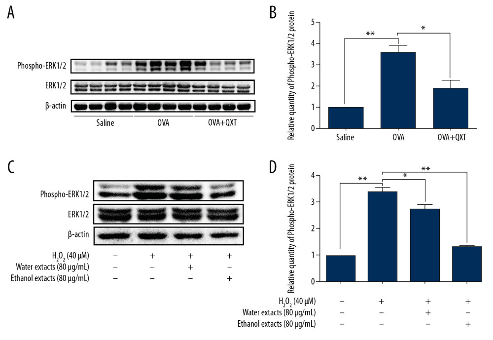 QXT attenuated ERK activation in OVA-challenged mice and human lung epithelial cells. (A, B) ERK1/2 phosphorylation levels were examined by Western blot (n=8). (C, D) 16HBE cells were treated with H2O2 (40 μM) plus the water or ethanol extract from QXT (80 μg/mL) for 48 h. The protein levels of phospho-ERK and ERK were detected by Western blotting (n=3). (B, D) Phospho-ERK protein concentrations were quantified by using Image J software and normalized to β-actin. Data are shown as the mean±standard, * P<0.05, ** P<0.01.