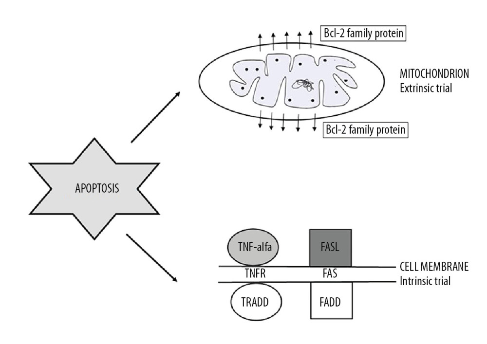Apoptosis trials: intrinsic and extrinsic (TNF-alpha – tumor necrosis factor alpha; TNFR – tumor necrosis factor alfa receptor; FasL – Fas ligand; TRADD – TNFRSF1A Associated Via Death Domain; FADD – Fas-associated protein with death domain).