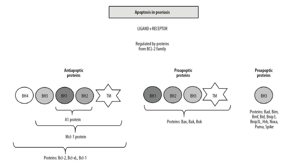 Apoptosis in psoriasis mainly regulated by Bcl-2 family proteins (BH1-BH4 – proteins domains; TM – transmembrane domain).