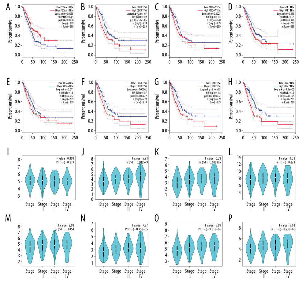Kaplan-Meier survival curves indicated the prognostic value of hub genes in the form of overall survival (months) in human LUAD patients; (A) PECAM1, (B) CDK1, (C) MKI67, (D) SPP1, (E) TOP2A, (F) CHEK1, (G) CCNB1, (H) RRM2. Violin plots demonstrated an association between the pathological stage of human LUAD and the expression of 8 hub genes based on TCGA data analysis using GEPIA; (I) PECAM1, (J) CDK1, (K) MKI67, (L) SPP1, (M) TOP2A, (N) CHEK1, (O) CCNB1, (P) RRM2. LUAD – lung adenocarcinoma; TCGA – The Cancer Genome Atlas.