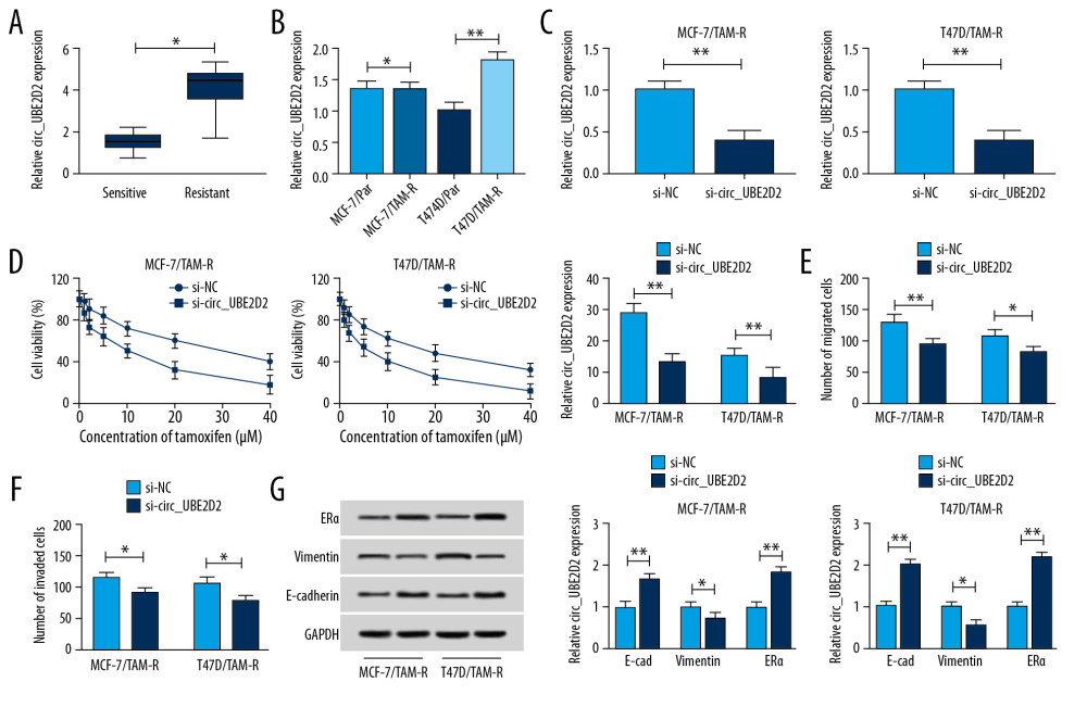 Circ_UBE2D2 deletion mitigates tamoxifen resistance in tamoxifen-resistant breast cancer cells. (A, B) qRT-PCR analysis on the expression of circ_UBE2D2 in tamoxifen-resistant and tamoxifen-sensitive breast cancer patients, as well as in parent and resistant breast cancer cells was conducted. MCF-7/TAM-R and T47D/TAM-R cells were transfected with si-circ_UBE2D2 or si-NC. (C) The expression of circ_UBE2D2 in MCF-7/TAM-R and T47D/TAM-R cells was examined using qRT-PCR to analyze the interference efficiency. (D) The viability and IC50 values of MCF-7/TAM-R and T47D/TAM-R cells treated with different concentrations of tamoxifen were detected by CCK-8 assay. (E, F) The migration and invasion analysis of parental and resistant cells treated with 20 μM tamoxifen was performed using Transwell assay. (G) The levels of ERα, vimentin, and E-cad in parent and resistant cells treated with 20 μM tamoxifen were detected using western blot. * P<0.05, ** P<0.01. qRT-PCR – real-time polymerase chain reaction; CCK-8 – Cell Counting Kit-8; ERα – estrogen receptor alpha; E-cad – E-cadherin.