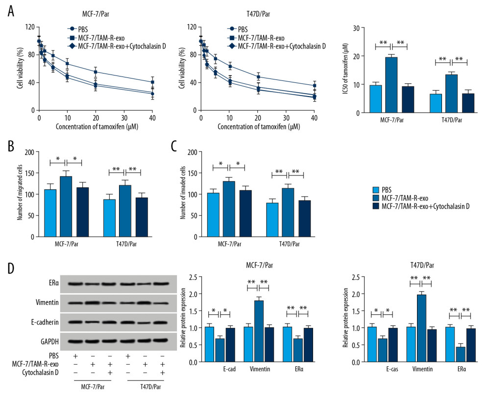 Intercellular transfer of circ_UBE2D2 by exosomes enhances tamoxifen resistance in breast cancer cells in vitro. (A) Cell viability and IC50 values were detected using CCK-8 assay in MCF-7/Par and T47D/Par cells treated with tamoxifen at different concentrations. (B, C) The migration and invasion of parental cells treated with 10 μM tamoxifen were examined using Transwell assay. (D) Levels analysis of ERα, vimentin, and E-cad in parental cells treated with 10 μM tamoxifen were carried out using western blot. * P<0.05, ** P<0.01. ERα – estrogen receptor alpha; E-cad – E-cadherin.