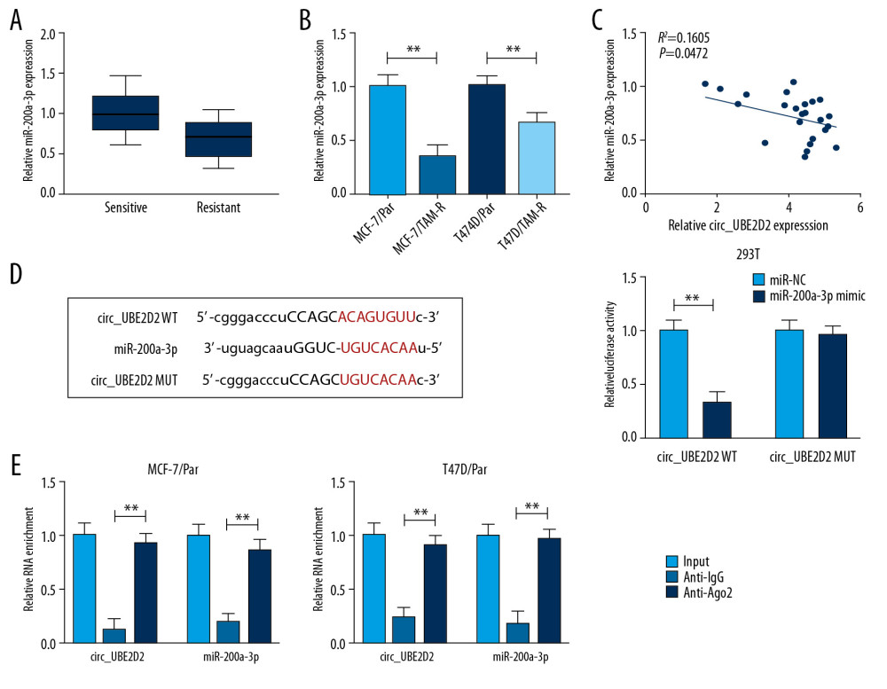 MiR-200a-3p is target of circ_UBE2D2. (A, B) qRT-PCR analysis of the expression of miR-200a-3p in tamoxifen-resistant and -sensitive tissues, as well as in parent and resistant cells in breast cancer was conducted. (C) The correlation between miR-200a-3p and circ_UBE2D2 was analyzed using Pearson correlation analysis. (D) The putative binding site between miR-200a-3p and circ_UBE2D2 was presented. (D, E) The interaction between miR-200a-3p and circ_UBE2D2 was confirmed using the dual-luciferase reporter assay and RIP assay. * P<0.05, ** P<0.01. qRT-PCR – real-time polymerase chain reaction; RIP – RNA immunoprecipitation.