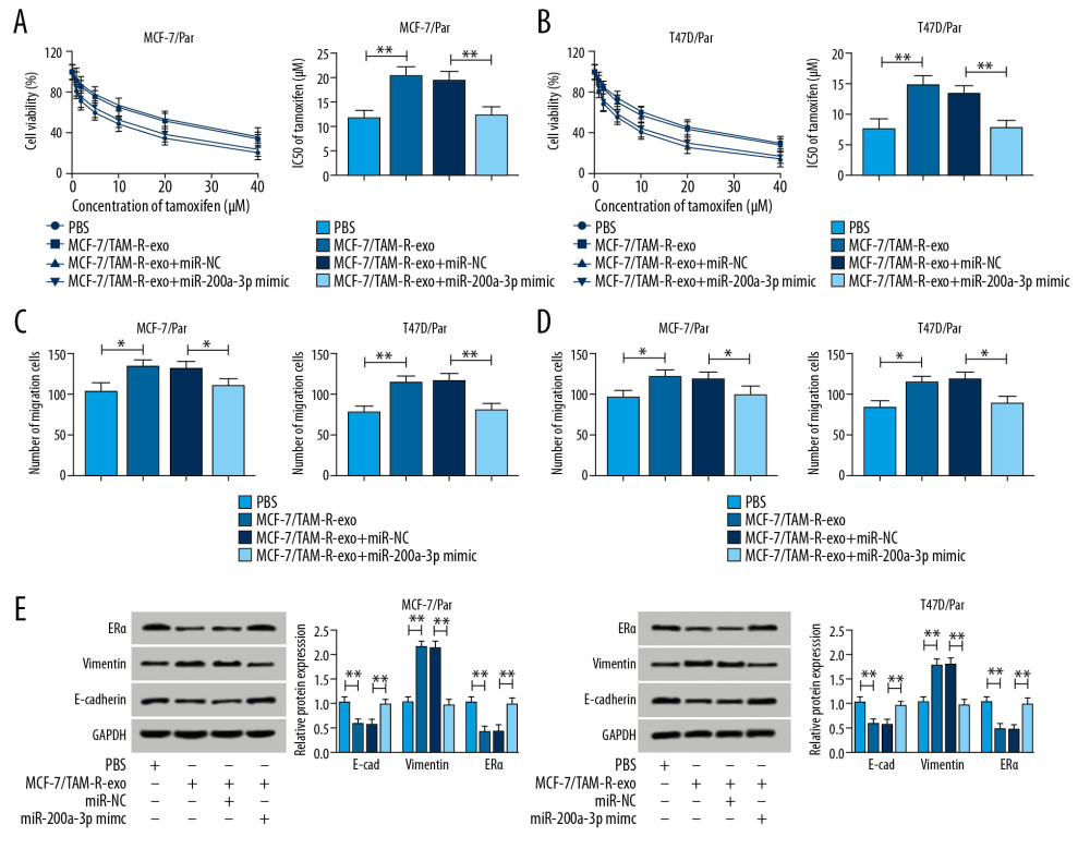 Exosomes mediated transfer of circ_UBE2D2 increases tamoxifen resistance in breast cancer cells by binding to miR-200a-3p. Parental cells co-cultured with MCF-7/TAM-R-exo were transfected with miR-NC or miR-200a-3p mimic. (A, B) The viability and IC50 values in MCF-7/Par and T47D/Par cells treated with different concentrations of tamoxifen were detected using CCK-8 assay. (C, D) The migrated and invaded parental cells treated with 10 μM tamoxifen were evaluated by Transwell assay. (E) Western blot was used to measure the levels of ERα, vimentin, and E-cad in parental cells treated with 10 μM tamoxifen. * P<0.05, ** P<0.01. CCK-8 – Cell Counting Kit-8; ERα – estrogen receptor alpha; E-cad – E-cadherin.