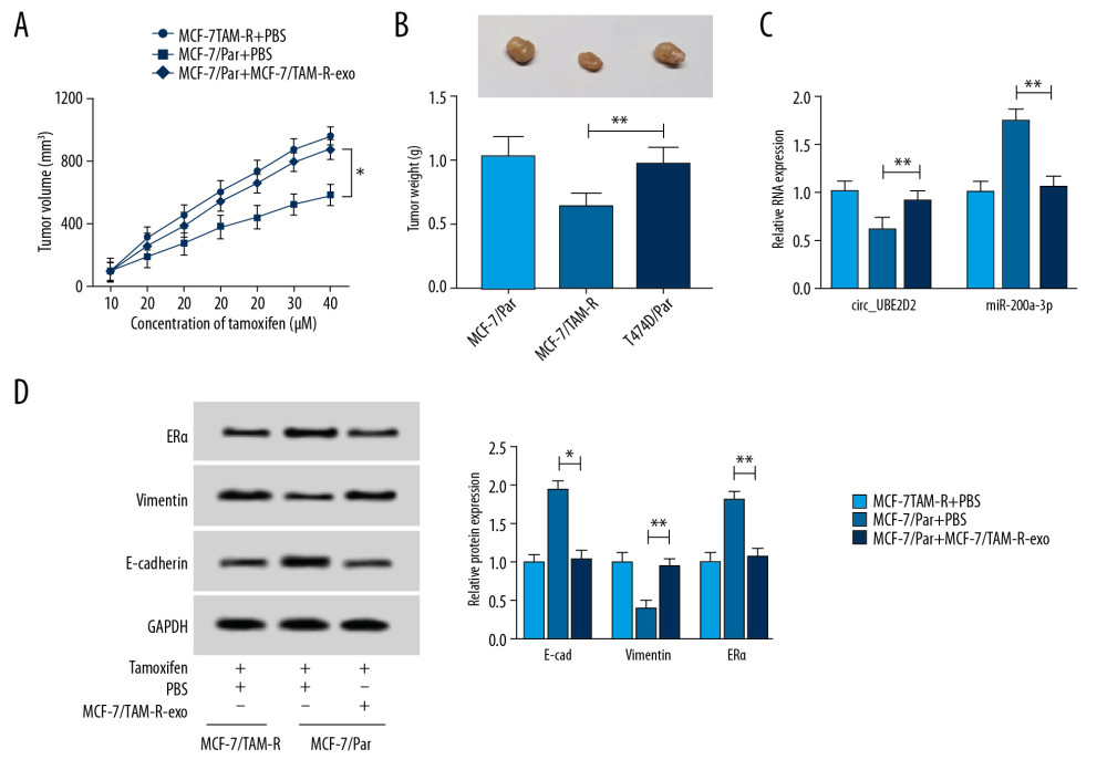 Exosomal circ_UBE2D2 accelerates tamoxifen resistance in vivo. (A) Tumor volume was assessed every 5 days. (B) Tumor weight was examined after 37 days. (C) The expression of circ_UBE2D2 and miR-200a-3p was detected by qRT-PCR in isolated tumor masses. (D) Protein expression of ERα, vimentin, and E-cad was evaluated tumor masses by western blot. * P<0.05, ** P<0.01. qRT-PCR – real-time polymerase chain reaction; ERα – estrogen receptor alpha; E-cad – E-cadherin.