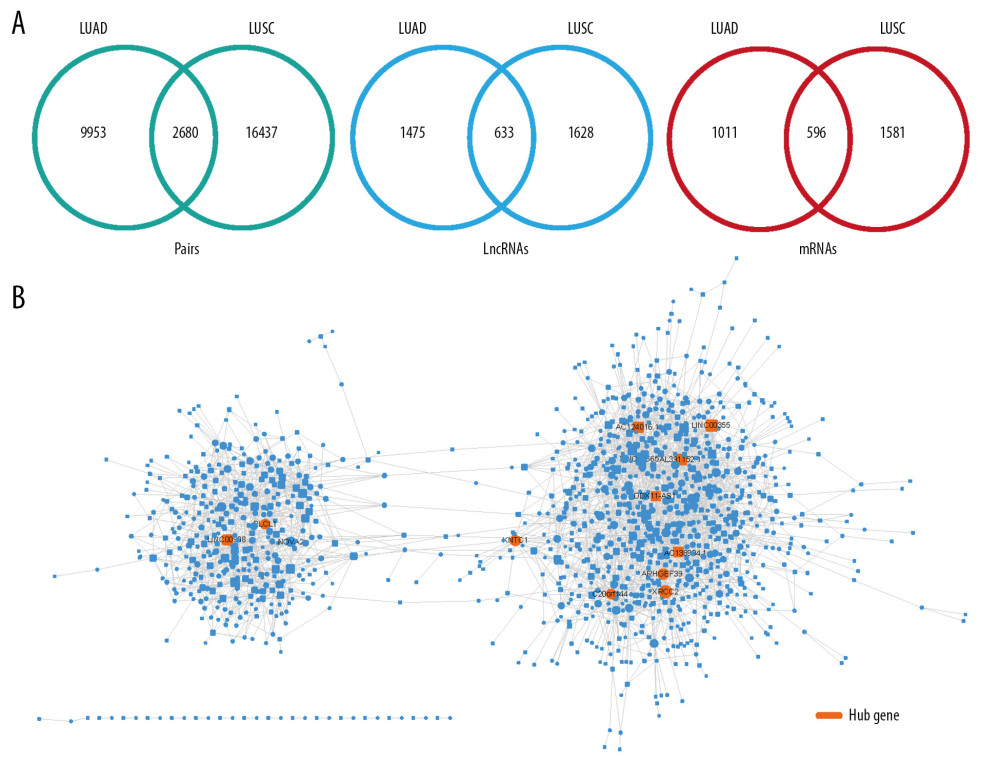 Common ceRNA network for non-small cell lung cancer. (A) The intersection of the ceRNA pairs, lncRNAs, or mRNAs for 2 kinds of non-small cell lung cancer. (B) Visualization of common ceRNA network.