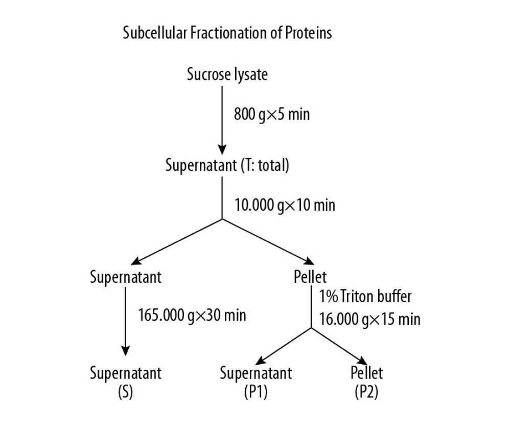 Methods for the subcellular fractionation of proteins.