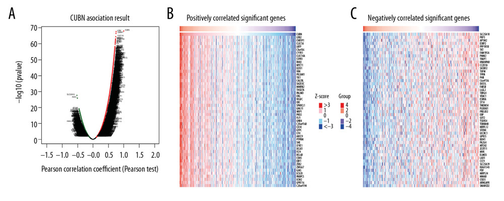 Differentially-expressed genes associated with CUBN in CRC. (A) Volcano plot graphically presents the associations between CUBN and genes differentially expressed in CRC. (B, C) Genes positively and negatively correlated with CUBN in CRC, shown by heat maps (Top 50). Red suggests positively correlated genes and green suggests negatively correlated genes.