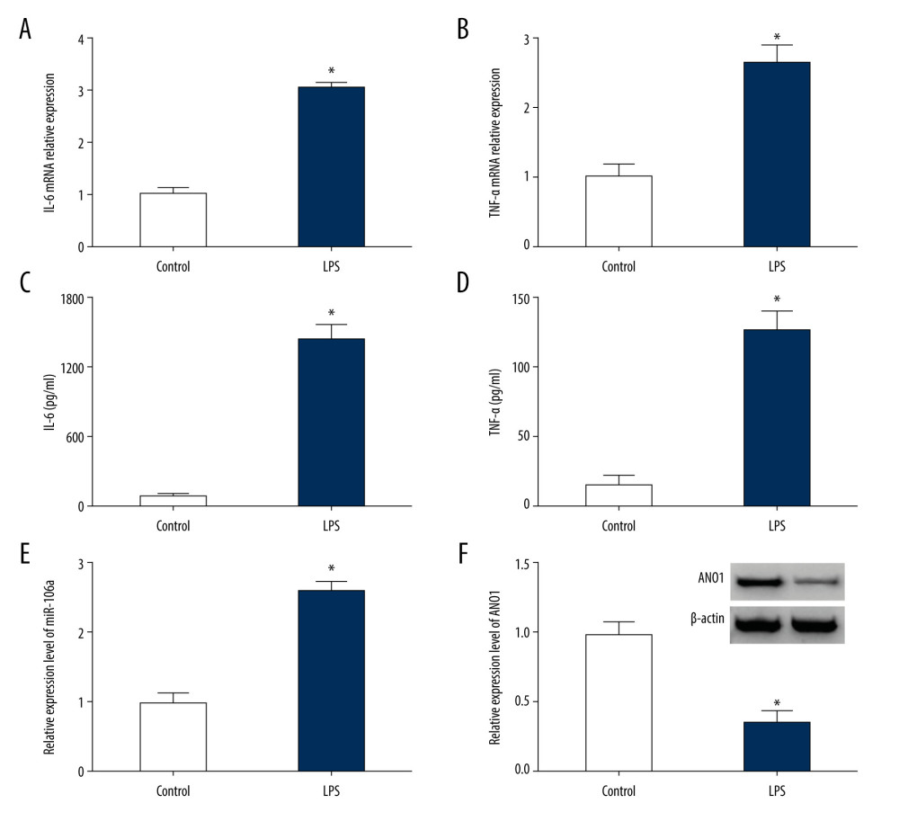 miR-106a expression is increased and anoctamin 1 (ANO1) expression is decreased in lipopolysaccharide (LPS)-treated RAW264.7 cells. (A, B) Messenger ribonucleic acid levels of interleukin (IL)-6 and tumor necrosis factor-alpha (TNF-α) were measured in RAW264.7 cells after treatment with LPS or not by quantitative real-time polymerase chain reaction. (C, D) Secretion levels of IL-6 and TNF-α were detected after treatment with LPS or not by enzyme-linked immunosorbent assay. (E, F) Abundances of miR-106a and ANO1 protein were detected after treatment with LPS or not. * P<0.05.