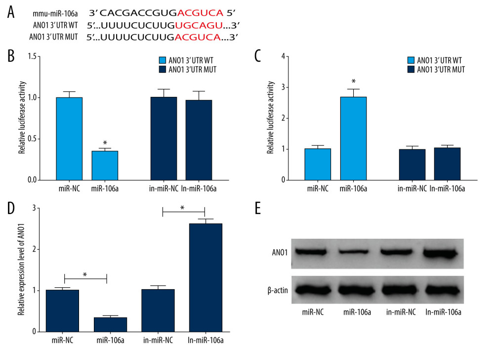 Anoctamin 1 (ANO1) is a target of miR-106a in RAW264.7 cells. (A) Binding sequence of miR-106a and ANO1 was searched via DIANA Tools – microT-CDS. (B, C) Luciferase activity was measured in RAW264.7 cells cotransfected with ANO1 3′-untranscribed region wild-type or mutant and miR-NC, miR-106a mimic, in-miR-NC, or in-miR-106a. (D, E) Protein level of ANO1 was detected in RAW264.7 cells transfected with miR-NC, miR-106a mimic, in-miR-NC, or in-miR-106a. * P<0.05.