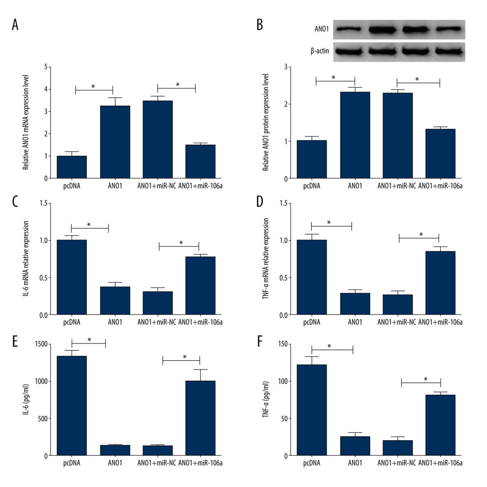 Overexpression of miR-106a attenuates anoctamin 1 (ANO1)-mediated inflammatory inhibition in lipopolysaccharide (LPS)-treated RAW264.7 cells. (A, B) Messenger ribonucleic acid (mRNA) and protein levels of ANO1 were measured in cells with transfection of pcDNA, ANO1 overexpression vector, ANO1 overexpression vector+miR-NC, or miR-106a mimic. (C, D) mRNA levels of interleukin (IL)-6 and tumor necrosis factor-alpha (TNF-α) were measured in LPS-treated RAW264.7 cells transfected with pcDNA, ANO1 overexpression vector, ANO1 overexpression vector+miR-NC, or miR-106a mimic via quantitative real-time polymerase chain reaction. (E, F) Secretion levels of IL-6 and TNF-α were detected in cells transfected with pcDNA, ANO1 overexpression vector, ANO1 overexpression vector+miR-NC, or miR-106a mimic by enzyme-linked immunosorbent assay. * P<0.05.