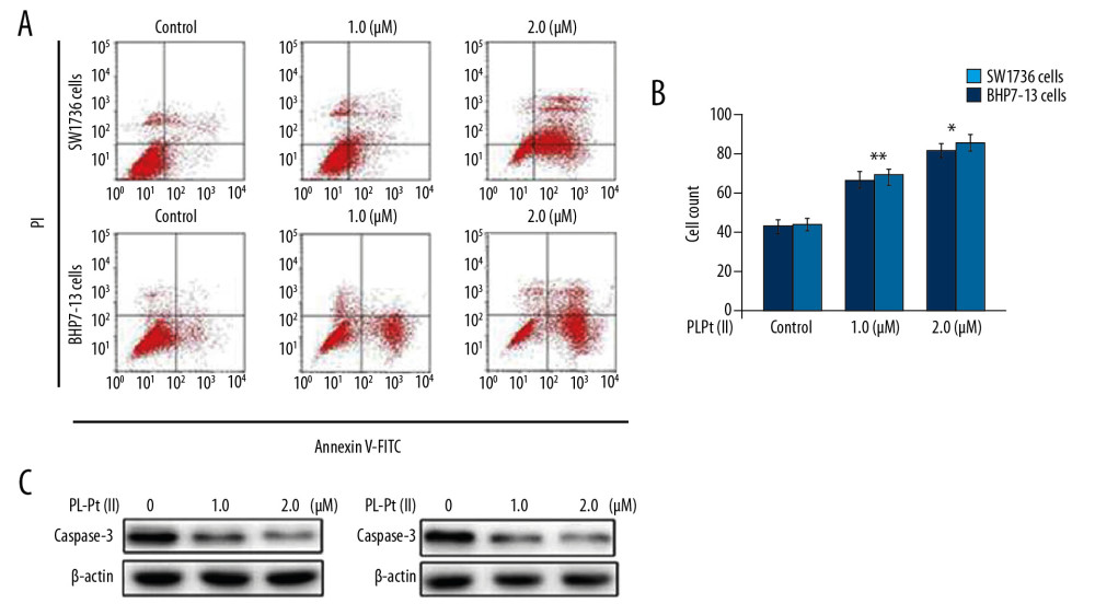 The apoptotic effects of the paeonol-platinum(II) (PL-Pt[II]) complex on SW1736 human anaplastic thyroid carcinoma cells and BHP7-13 human thyroid papillary carcinoma cells. (A, B) The fraction of sub-G1 cells measured using flow cytometry at 48 h of treatment with 1.0 and 2.0 μM of PL-Pt(II). (C) Caspase-3 degradation in SW1736 and BHP7-13 cells treated with 1.0 and 2.0 μM of PL-Pt(II) assessed by Western blot. * P<0.05 and ** P<0.01 vs. untreated cells.