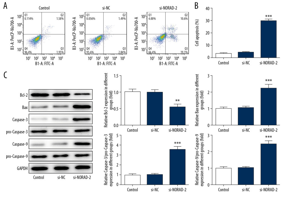 (A–C) NORAD silencing promoted apoptosis of glioma cells. (A) Flow cytometry analysis was used to assess the apoptotic rate of U251 cells. (B) The expression of apoptosis-related proteins was examined using western blotting. All experiments were repeated 3 times independently (n=3). ** P<0.01, *** P<0.001 versus si-NC. NORAD – noncoding RNA activated by DNA damage; mRNA – si-NC, negative control for NORAD siRNA.