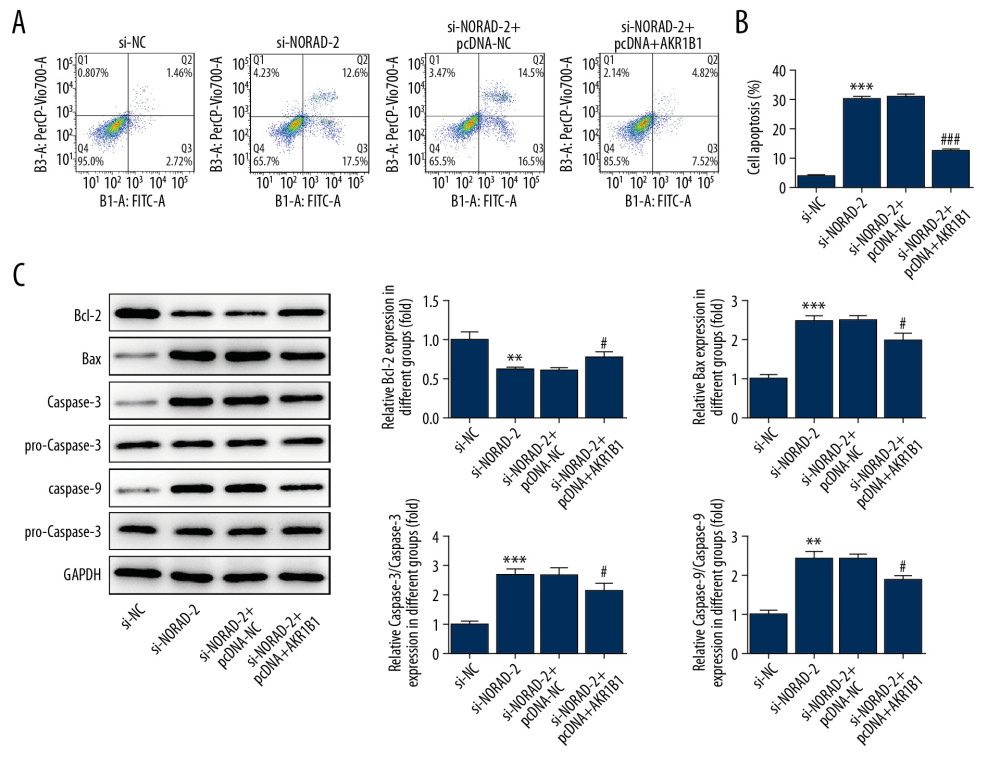 (A–C) AKR1B1 overexpression attenuated the effects of NORAD silencing on apoptosis of glioma cells. (A) Flow cytometry analysis detected the apoptotic rate of U251 cells. (B) The expression of apoptosis-related proteins was examined using western blotting. Three independent experiments were carried out (n=3). ** P<0.01, *** P<0.001 vs. si-NC; # P<0.05, ### P<0.001 versus si-NORAD-2+pcDNA-NC. NORAD – noncoding RNA activated by DNA damage; si-NC – negative control for NORAD siRNA; si-NORAD – si-NORAD, small interfering RNAs (siRNAs) against NORAD; pcDNA-NC – empty vector plasmid.