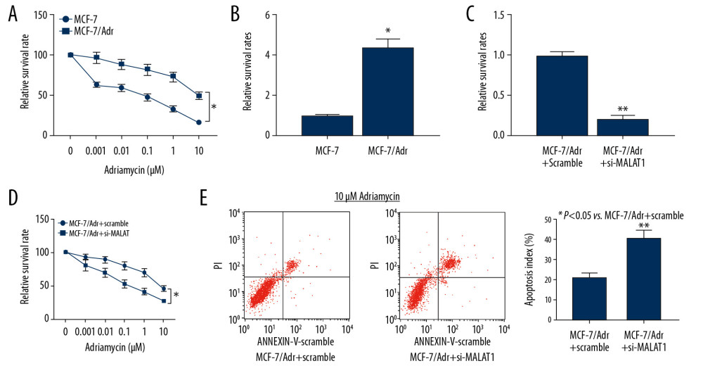 MALAT1 silencing promotes Adr sensitivity of breast cancer cells. (A) MCF-7 cells were exposed to gradient concentrations of Adr (Sigma-Aldrich, St Louis, MO, USA) to ensure the construction of Adr resistant breast cancer cells by CCK-8 assay. (B) The MALAT1 expression in MCF-7 cells and MCF-7/Adr cells measured by qRT-PCR. (C) The MALAT1 expression in MCF-7/Adr cells transfected with si-MALAT1 or scramble siRNA measured by qRT-PCR. (D) The cell viability of MCF-7/Adr cells when exposed to gradient concentrations of Adr determined by CCK-8 assays. (E) Apoptosis rate of the MCF-7/Adr cells examined by flow cytometry analysis. Data are expressed as mean±SD. One-way ANOVA and Sidak’s multiple comparisons test were used to determine statistical significance, otherwise unpaired t-test was used, * P<0.05, ** P<0.01. Three independent experiments were performed. MALAT1 – metastasis-associated lung adenocarcinoma transcript 1; Adr – adriamycin; CCK-8 – Cell Counting Kit-8; qRT-PCR – quantitative real-time polymerase chain reaction; SD – standard deviations.0